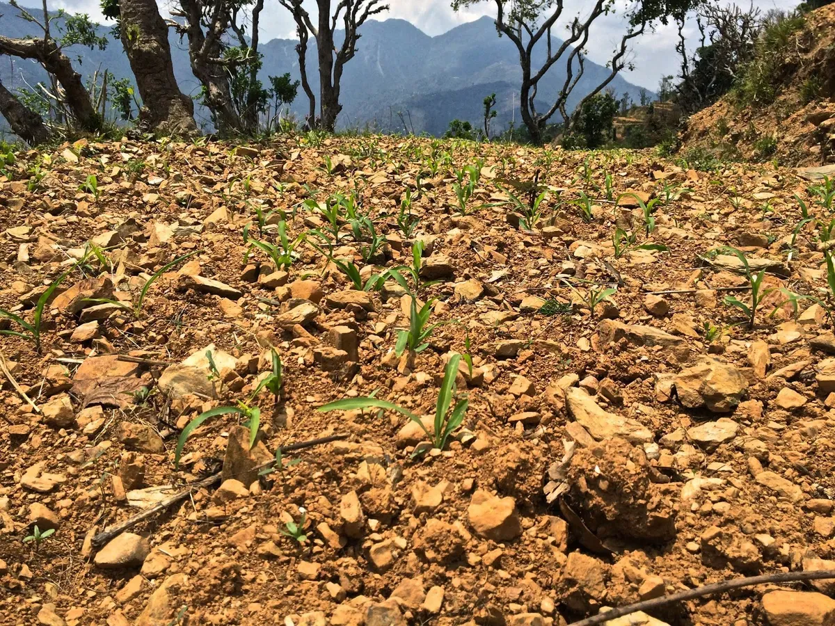 Young plants growing among stones in a rocky field