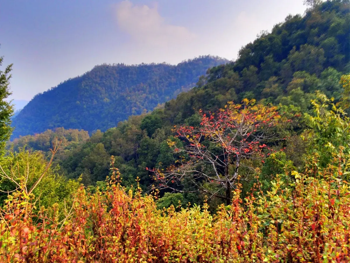 Red foliage and green vegetation on a mountain slope