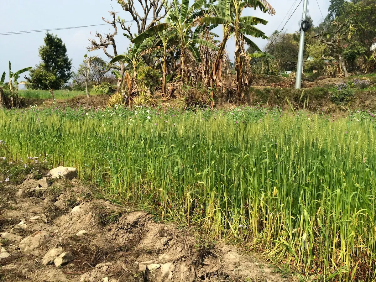 Terraced crops with banana plants beyond the field