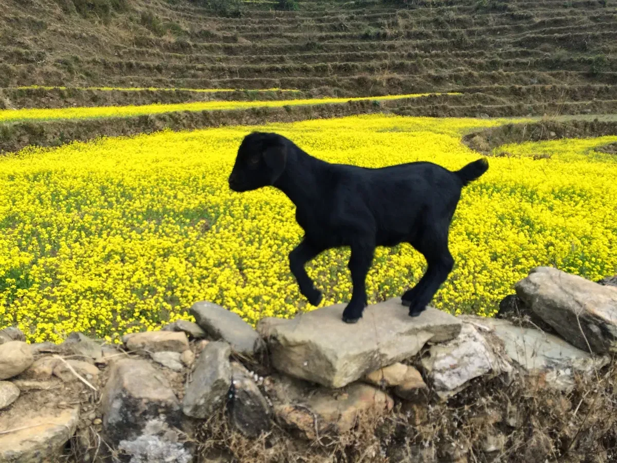 Small black goat balancing on a stone wall beside a flowering field