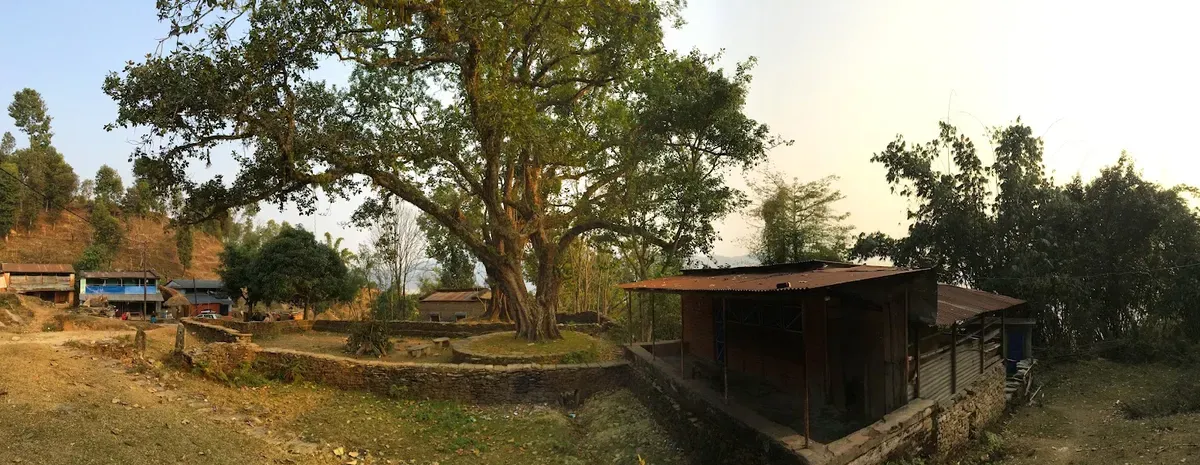 Village trees and buildings in the late-afternoon light