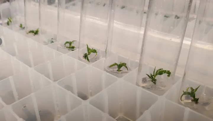 Small plantlets in individual culture vessels three weeks after meristem dissection