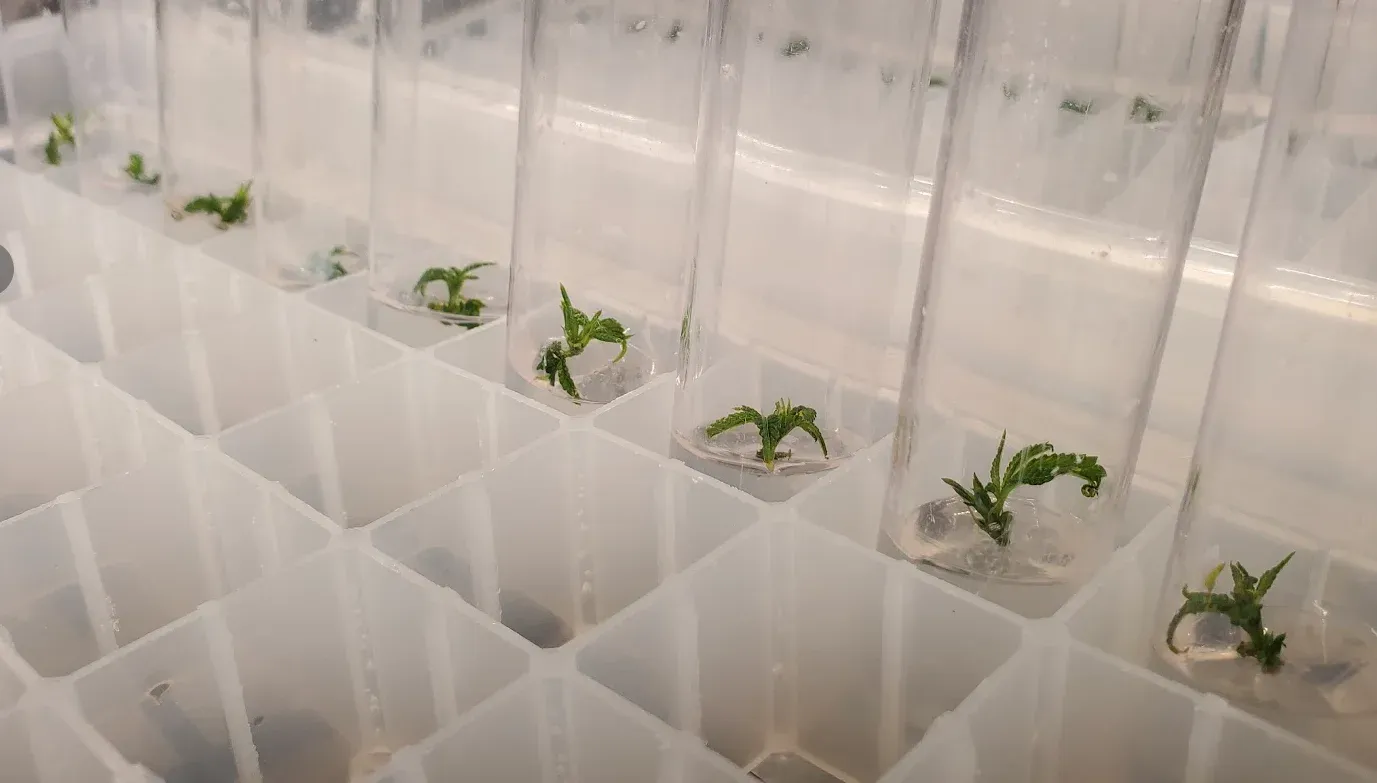 Small plantlets in individual culture vessels three weeks after meristem dissection