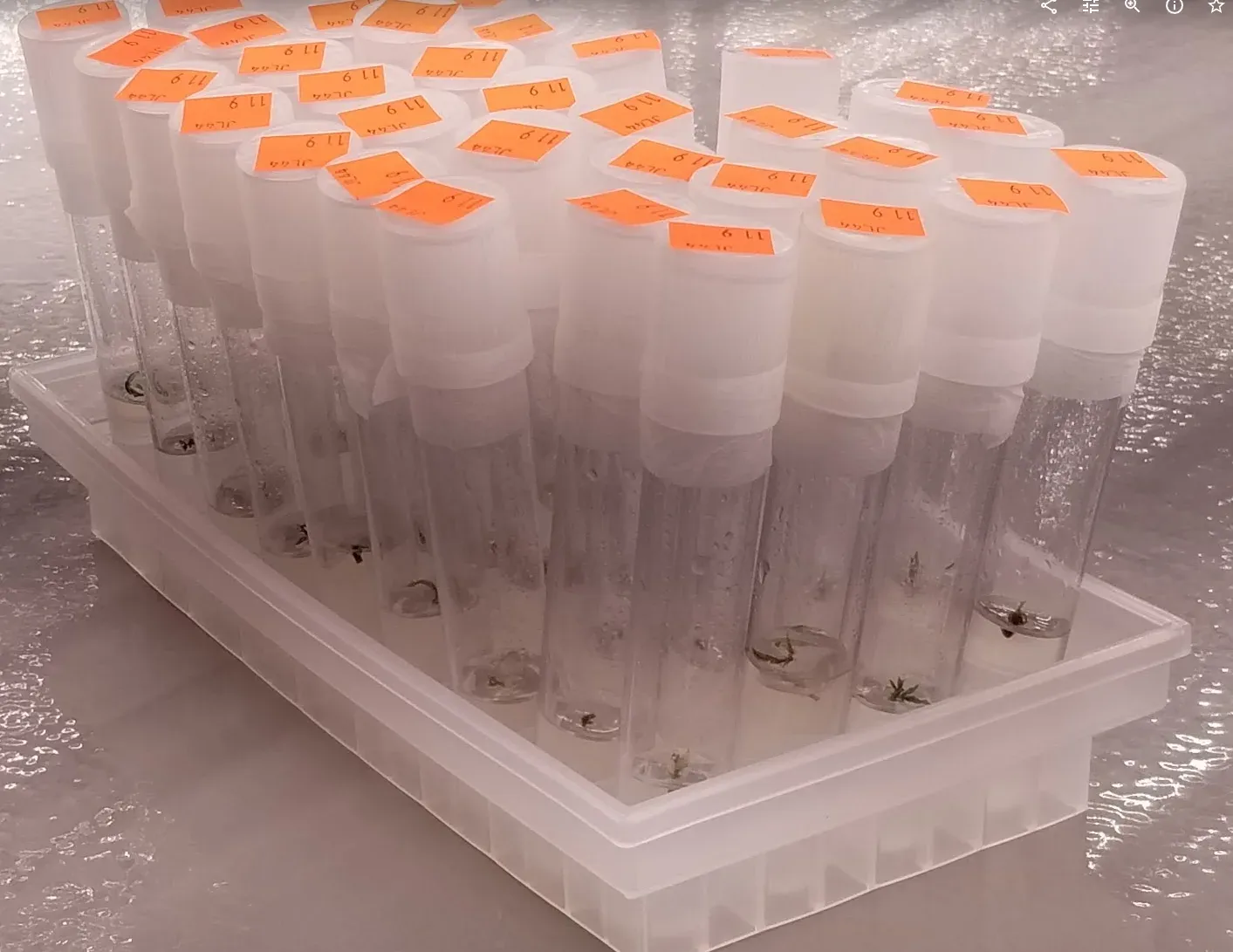 A rack of labelled culture tubes containing plant material two weeks after meristem dissection
