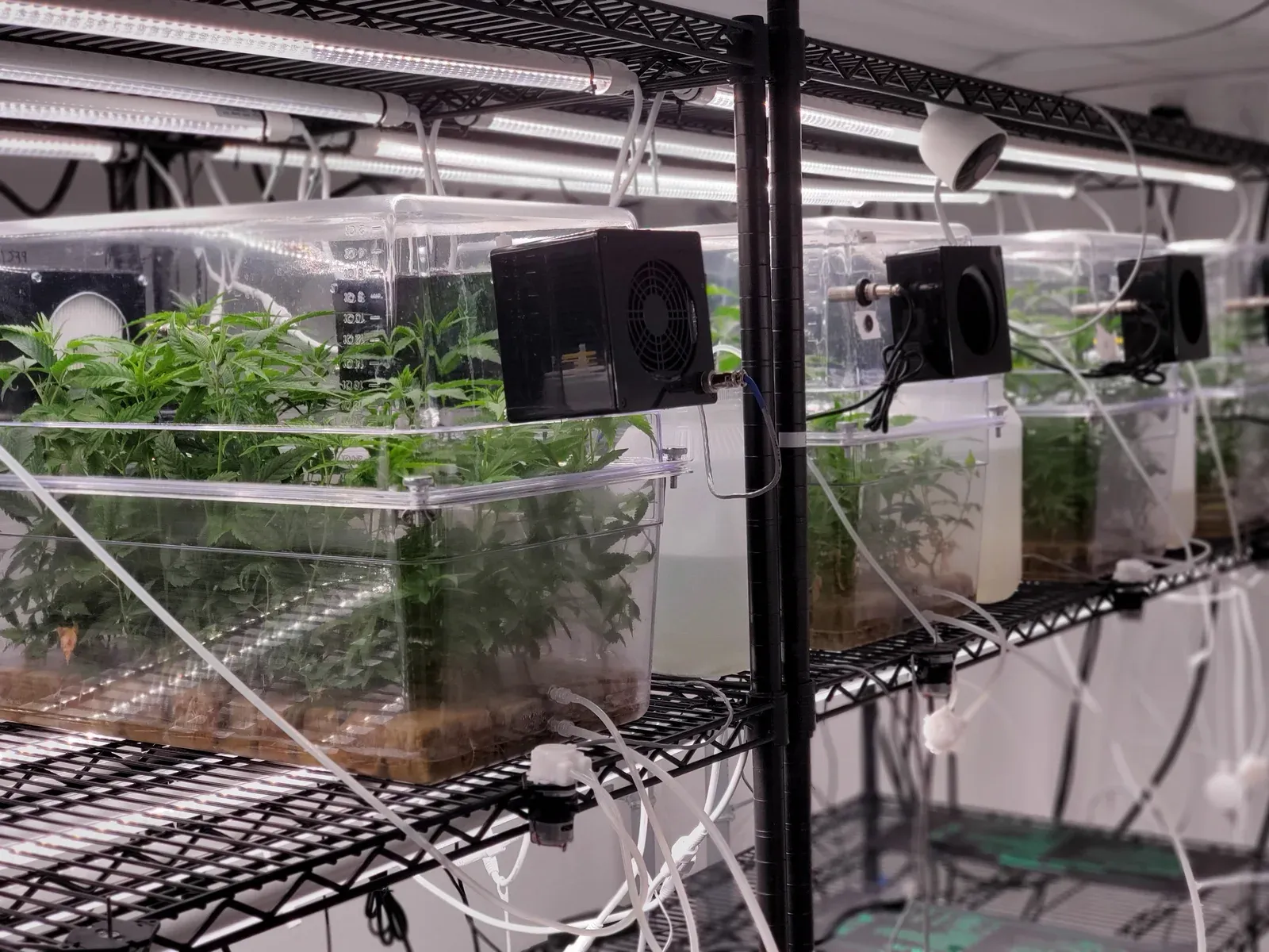 Clear plantlet finishing chambers on a wire rack, with fans, tubing, and control hardware attached