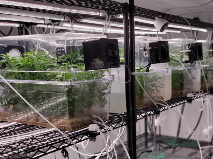 Clear plantlet finishing chambers on a wire rack, with fans, tubing, and control hardware attached