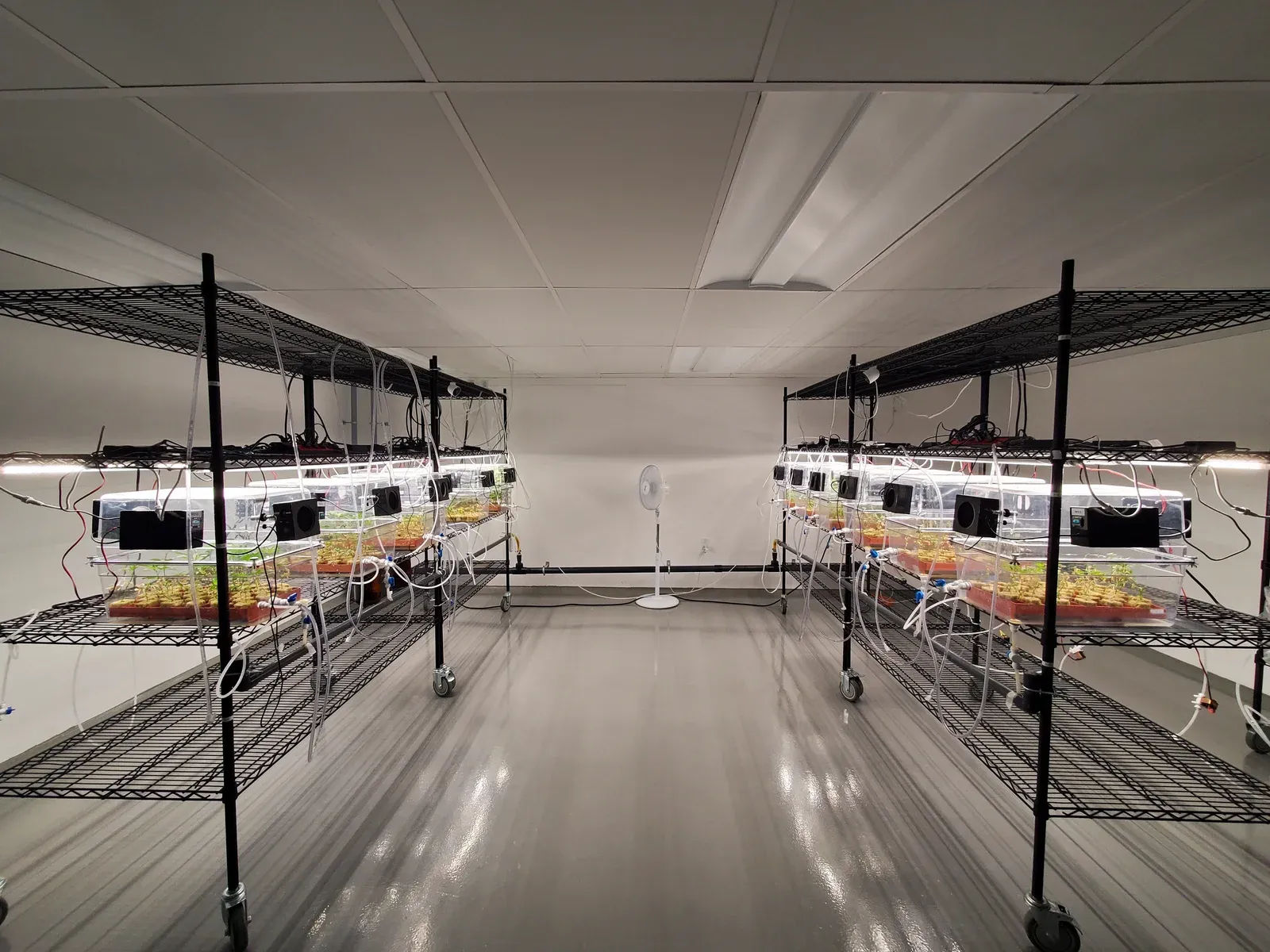 A room with rows of clear plant chambers on benches beneath strip lighting
