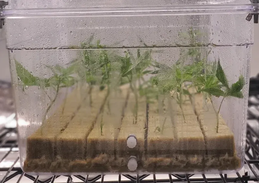 Side view through a clear chamber showing plantlets held in propagation plugs