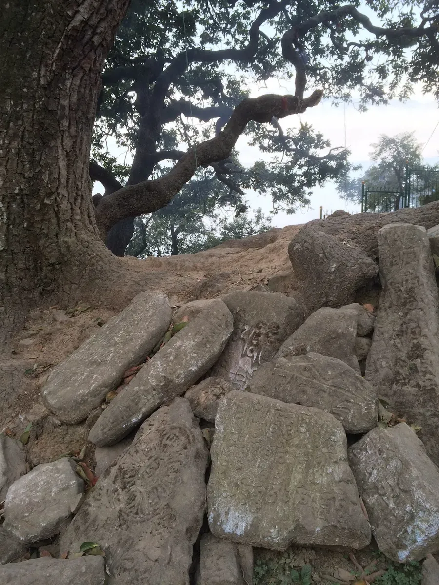 Monkey sitting on stones beneath a tree