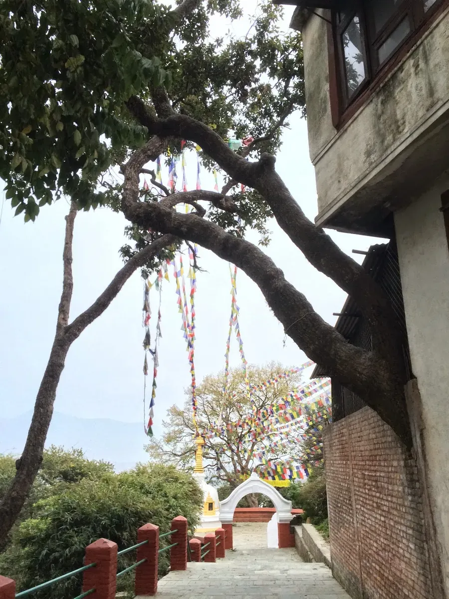 Large tree rising beside a temple building